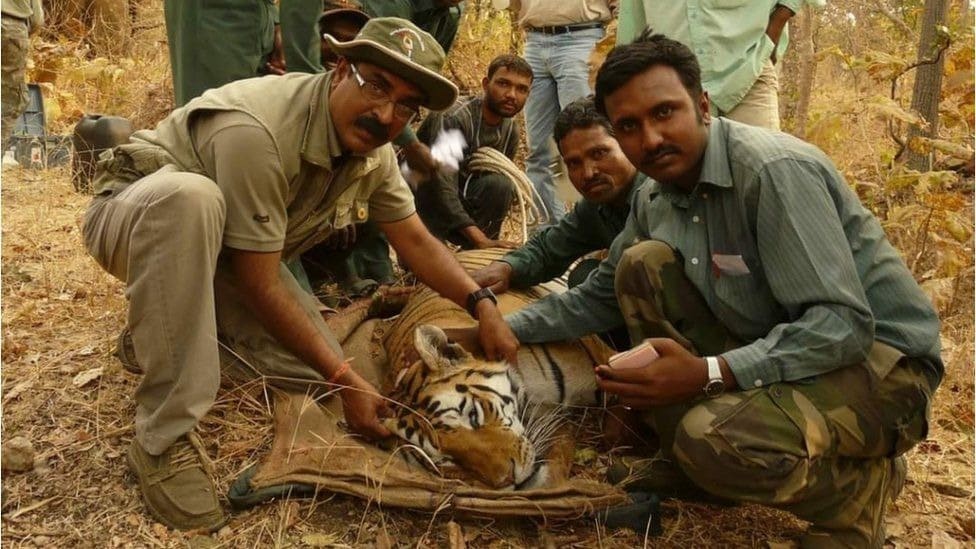 Pench Jungle