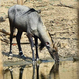 About pench national park