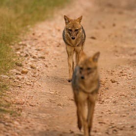 About pench national park