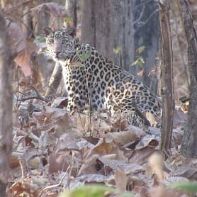 About pench national park