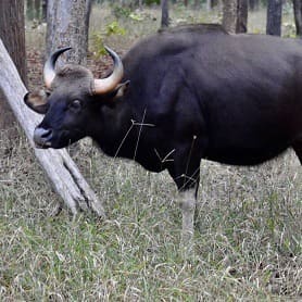 About pench national park