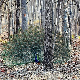 About pench national park