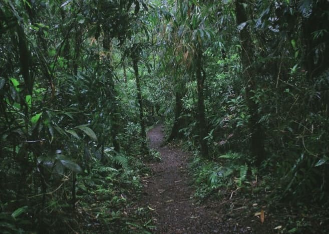 Pench Jungle