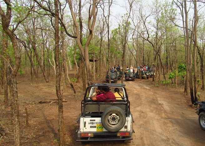 Pench Jungle