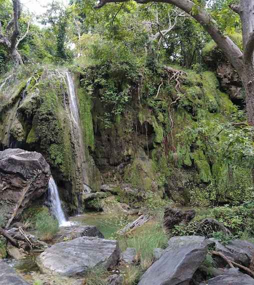 Pench Jungle