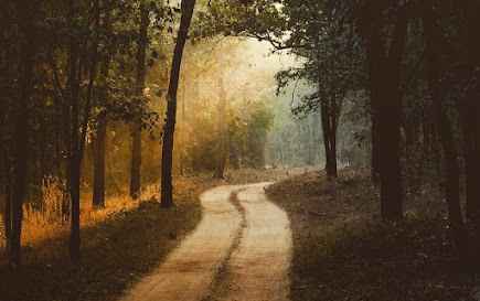 Pench Jungle