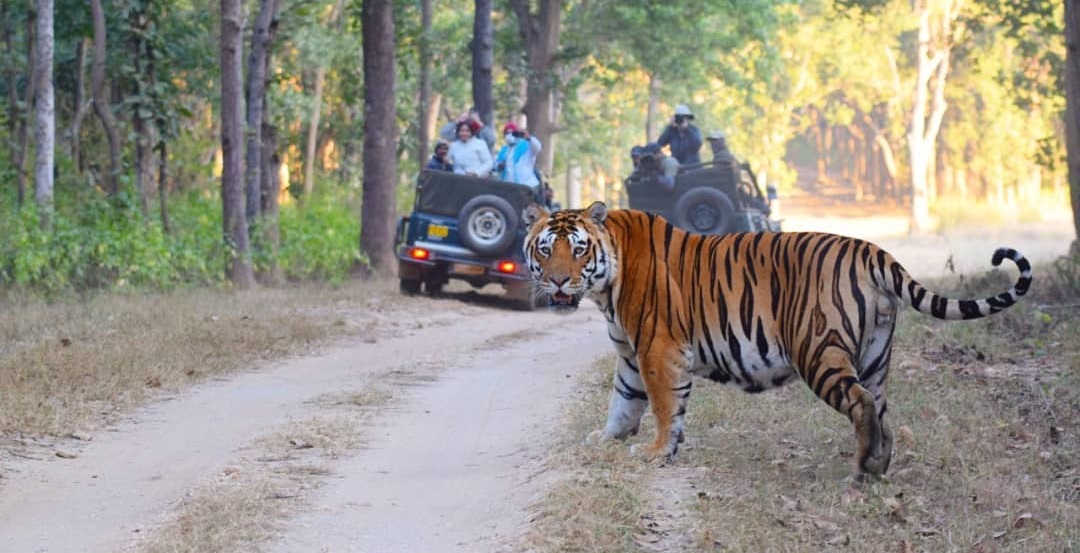Pench safari contact number
