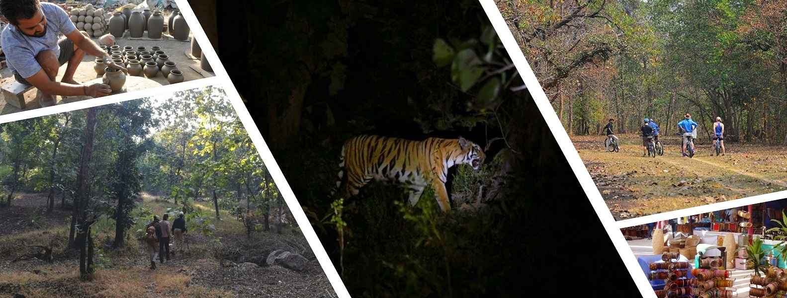 Pench Jungle