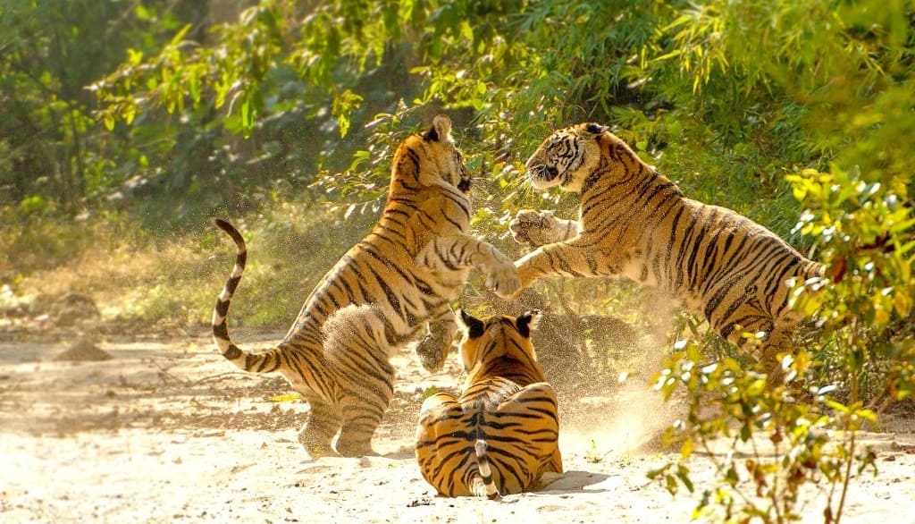 Jungle safari booking at Pench